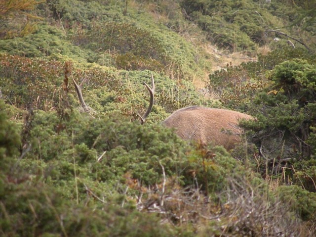 Strategie riproduttive del cervo (Cervus elaphus)